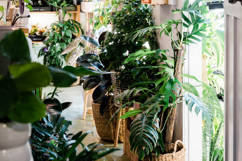 Indoor Plant Care Tips for Winter