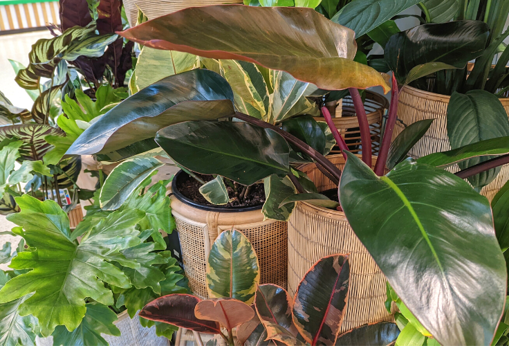 Light Requirements of Indoor Plants