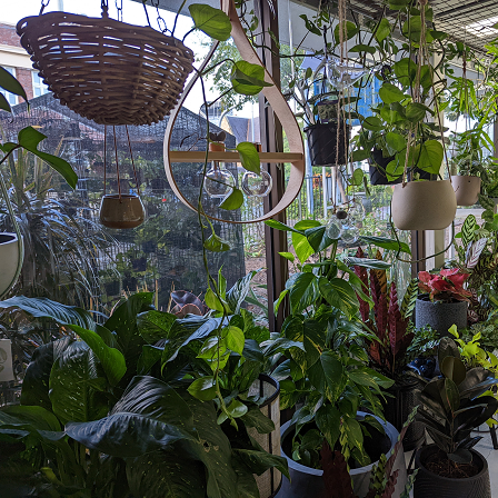 Indoor pots and plants, vines, rare plants and subtropical greenery for your city or suburban home
