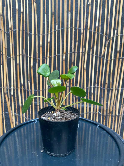 Pilea peperomioides "Chinese Money Plant" - 70mm