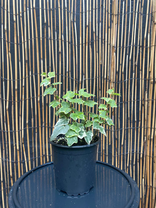 English Ivy "Mint Kolibri" - 100mm