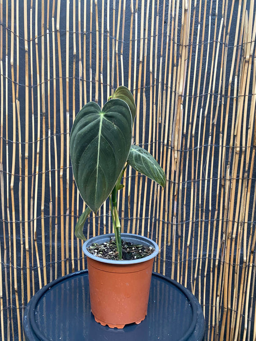 Philodendron Melanochrysum - 100mm