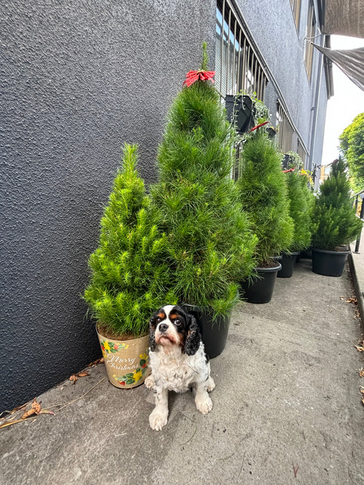 Live Potted Christmas Trees VERY Limited Stock - Lrg 1.5mtr