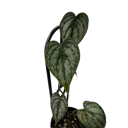 Philodendron Brandtianum - 100mm